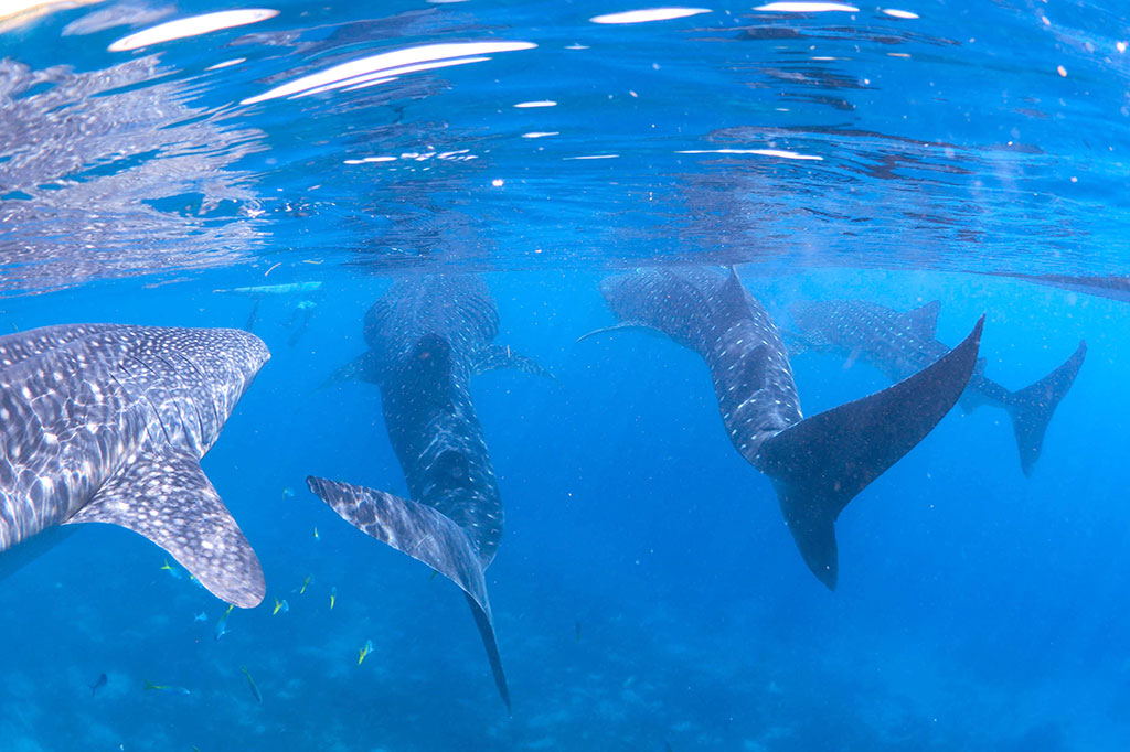 Whaleshark Watching Tour