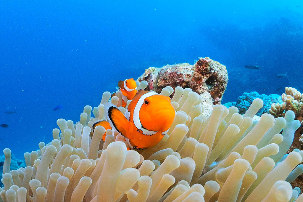 Snorkeling Tour