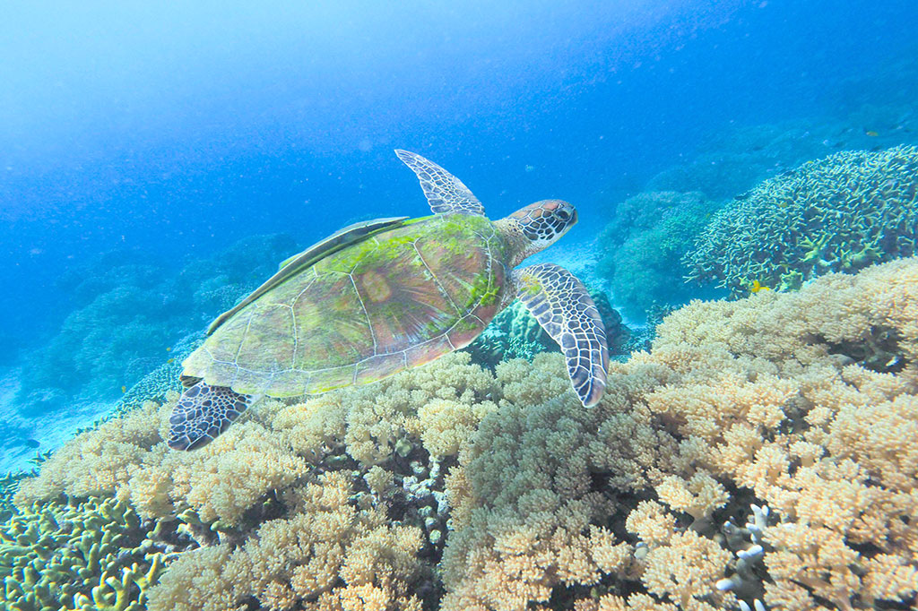 Snorkeling Tour