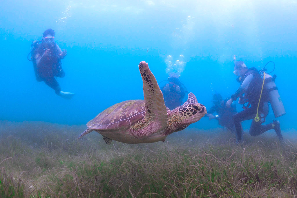 Scuba Diving