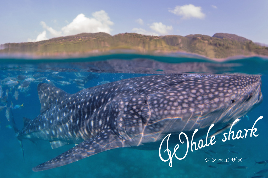 Whaleshark Watching Tour