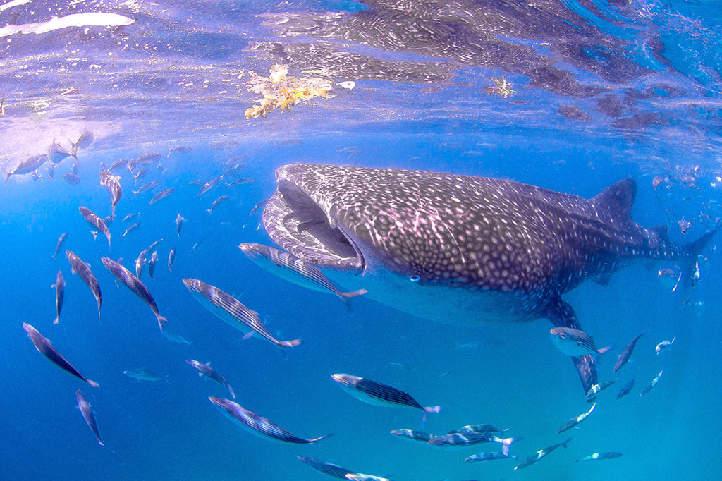 Whaleshark Watching Tour