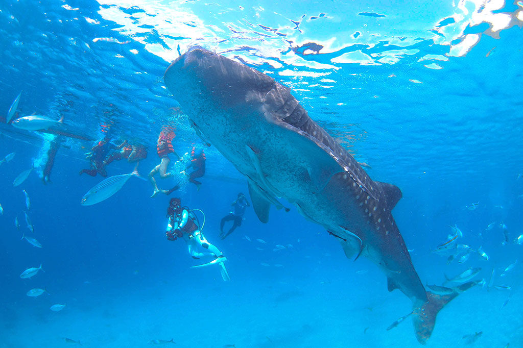 Whaleshark Watching Tour